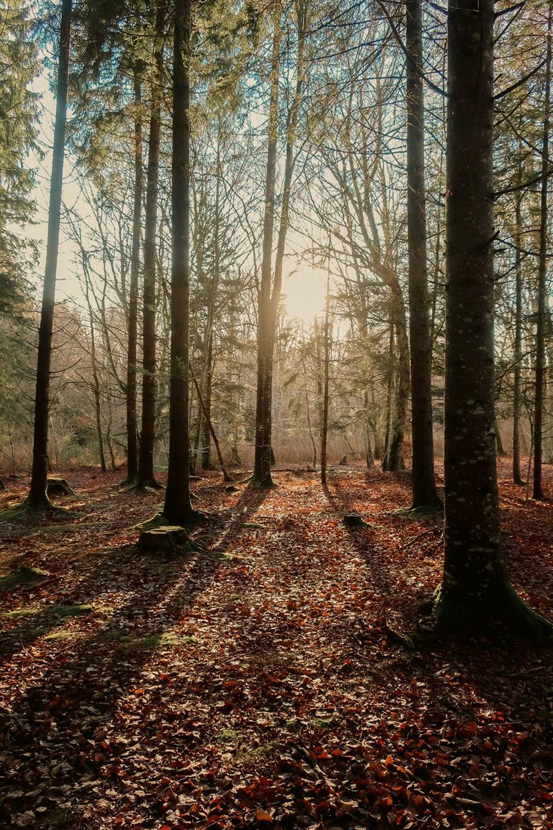 Soleil bas filtrant entre les troncs d’une forêt